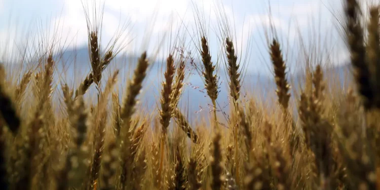 Stocker les grains en consommant moins d’énergie : et si le passé éclairait le futur ?