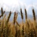 Stocker les grains en consommant moins d’énergie : et si le passé éclairait le futur ?