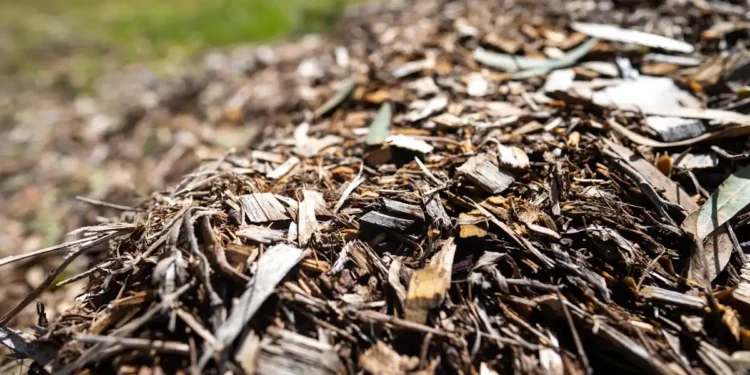 Des déchets végétaux aux matériaux durables : les CRL défient l'industrie du plastique