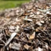 Des déchets végétaux aux matériaux durables : les CRL défient l'industrie du plastique