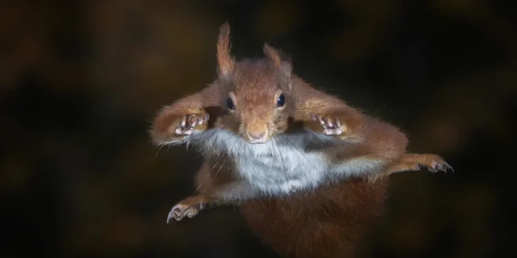 Inspiré de la nature, un drone défie les limites de la maniabilité