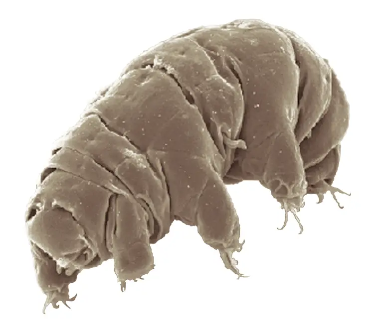 Le tardigrade de Milnesium.