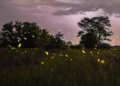 Des lucioles fugaces illuminent les nuits d'été du Colorado - et les chercheurs les observent