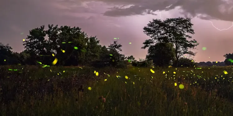 Des lucioles fugaces illuminent les nuits d'été du Colorado - et les chercheurs les observent