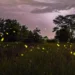 Des lucioles fugaces illuminent les nuits d'été du Colorado - et les chercheurs les observent
