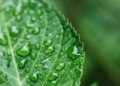 Les feuilles de plantes inspirent la conception d'une pile à combustible améliorée