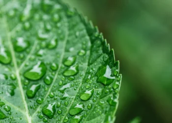 Les feuilles de plantes inspirent la conception d'une pile à combustible améliorée