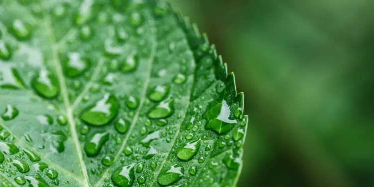 Les feuilles de plantes inspirent la conception d'une pile à combustible améliorée