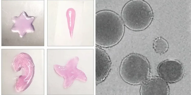 Une méthode d'impression 3D in vivo guidée par ultrasons révolutionne la médecine régénérative