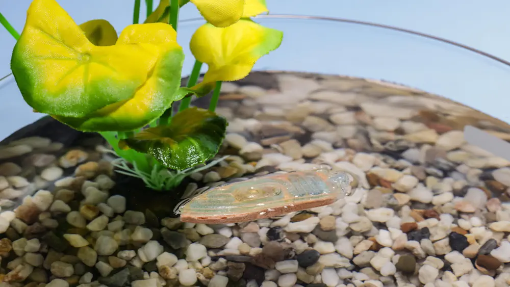 Le robot comestible est une alternative aux capteurs environnementaux électroniques