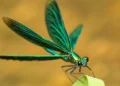 Les humains tuent des insectes utiles de centaines de façons - des mesures simples peuvent réduire les dégâts