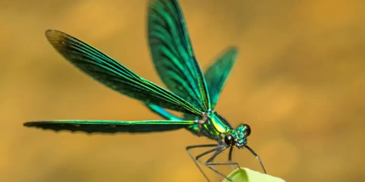 Les humains tuent des insectes utiles de centaines de façons - des mesures simples peuvent réduire les dégâts
