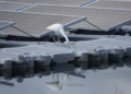 Aider les oiseaux et l'énergie solaire flottante à coexister