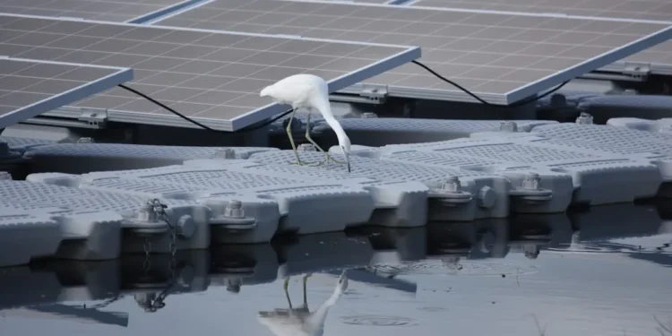 Aider les oiseaux et l'énergie solaire flottante à coexister