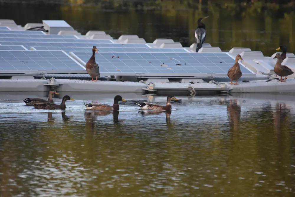Des canards et d'autres oiseaux d'eau nagent et se reposent le long d'un projet d'énergie solaire flottant.)