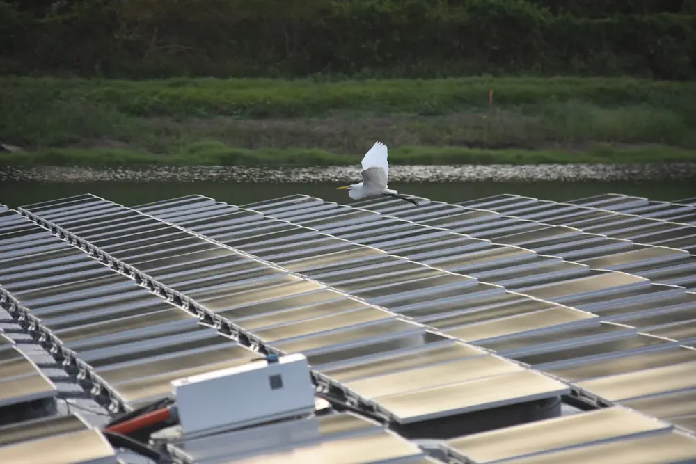 Une grande aigrette survole un projet photovoltaïque flottant.