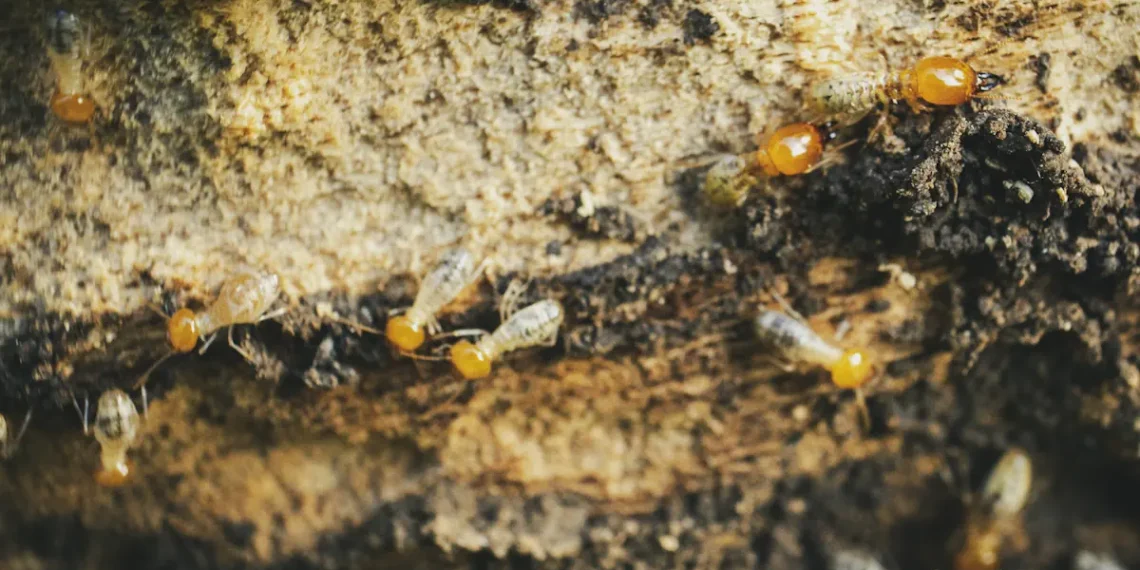Ami ou ennemi : les constructeurs d'habitations ont beaucoup à apprendre des termites