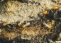 Ami ou ennemi : les constructeurs d'habitations ont beaucoup à apprendre des termites