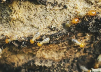 Ami ou ennemi : les constructeurs d'habitations ont beaucoup à apprendre des termites