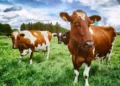 Ces pays qui ont réussi à réduire pesticides et engrais chimiques en accompagnant les agriculteurs