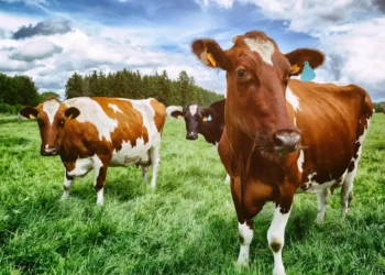Ces pays qui ont réussi à réduire pesticides et engrais chimiques en accompagnant les agriculteurs