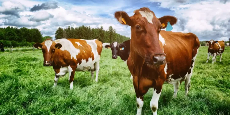 Ces pays qui ont réussi à réduire pesticides et engrais chimiques en accompagnant les agriculteurs