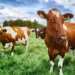 Ces pays qui ont réussi à réduire pesticides et engrais chimiques en accompagnant les agriculteurs
