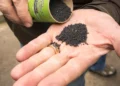Carbonité, la plus grande usine de capacité industrielle de biochar au Canada