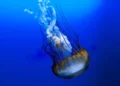 Explorer les mers avec des méduses cyborgs autonomes