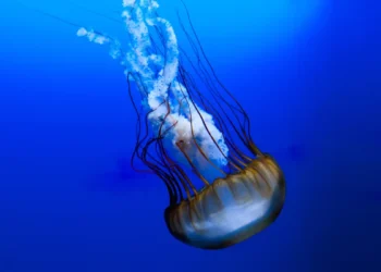 Explorer les mers avec des méduses cyborgs autonomes