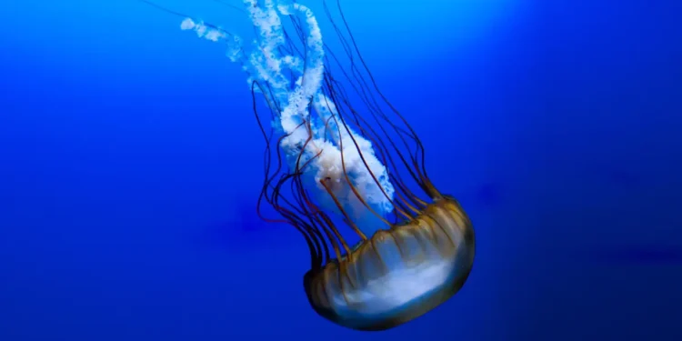 Explorer les mers avec des méduses cyborgs autonomes