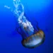 Explorer les mers avec des méduses cyborgs autonomes