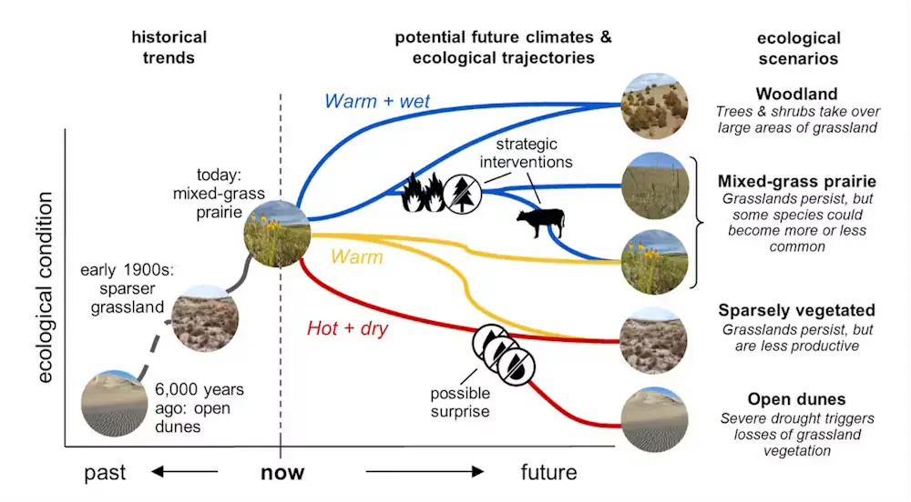Les scientifiques du North Central Climate Adaptation Science Center collaborent avec les gestionnaires des Sandhills du Nebraska pour élaborer des scénarios de changements écologiques futurs en fonction de différentes conditions climatiques, d'événements perturbateurs tels que les incendies et les sécheresses extrêmes, et d'utilisations des terres telles que le pâturage.