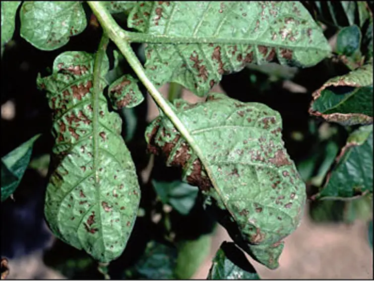 Les plantes ont des pores microscopiques sur leurs feuilles appelés stomates : les plantes les ouvrent et les ferment pour « respirer ». Ainsi, lorsqu’elles sont ouvertes, les gaz de l’air dont l’ozone peuvent pénétrer à l’intérieur des feuilles par les stomates et endommager certaines parties des cellules de la feuille.
