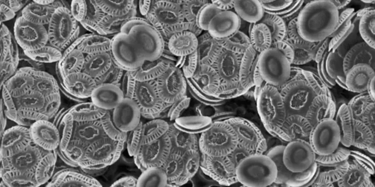 Découverte d'une structure unique de récupération de la lumière chez les algues marines