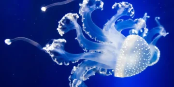Est-il encore temps d’empêcher l’exploitation minière des fonds marins ?