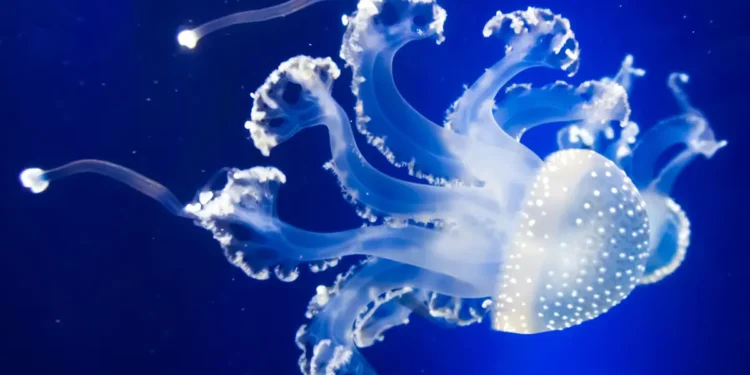 Est-il encore temps d’empêcher l’exploitation minière des fonds marins ?