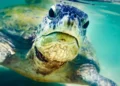 Plastique : une seule tortue verte peut contenir l’équivalent de 10 balles de ping-pong