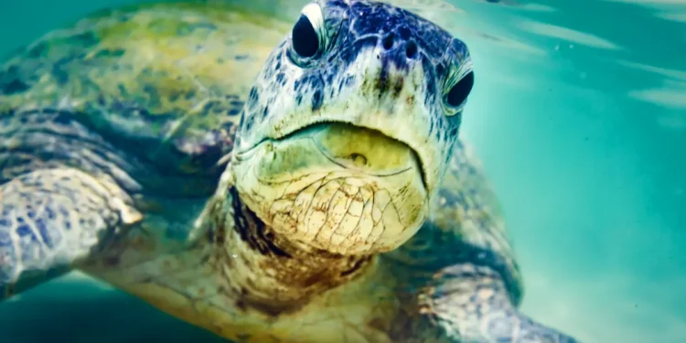 Plastique : une seule tortue verte peut contenir l’équivalent de 10 balles de ping-pong