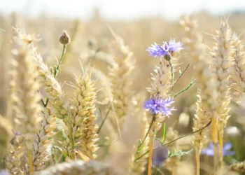 Les résidus agricoles pourraient bientôt remplacer le coton dans l’industrie textile mondiale