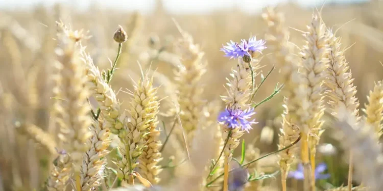 Les résidus agricoles pourraient bientôt remplacer le coton dans l’industrie textile mondiale