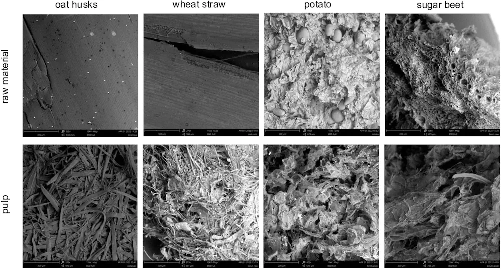 Micrographies SEM des matières premières et des pâtes.