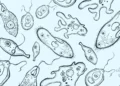 Microalgues : une stratégie inédite pour capter le carbone