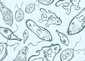 Microalgues : une stratégie inédite pour capter le carbone