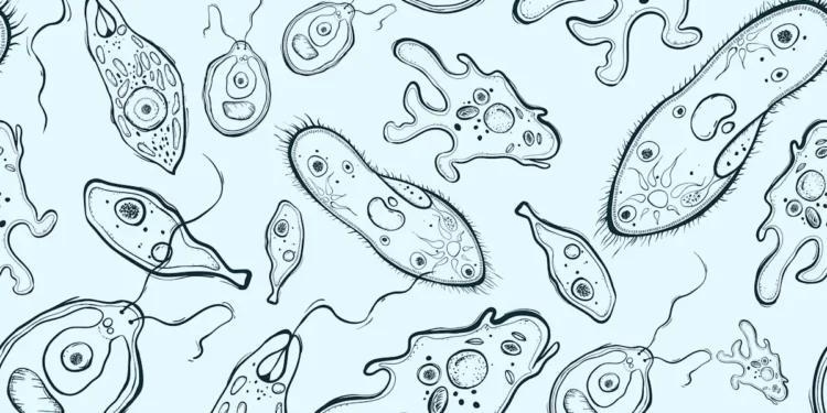 Microalgues : une stratégie inédite pour capter le carbone