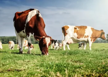 Une laiterie californienne a tenté de capter son méthane. Cela a fonctionné.