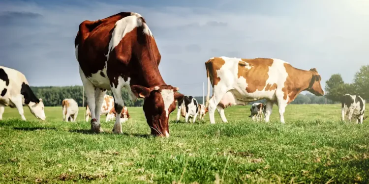 Une laiterie californienne a tenté de capter son méthane. Cela a fonctionné.