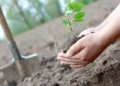 Peut-on brûler toutes les réserves d’énergies fossiles et compenser en plantant des arbres ?