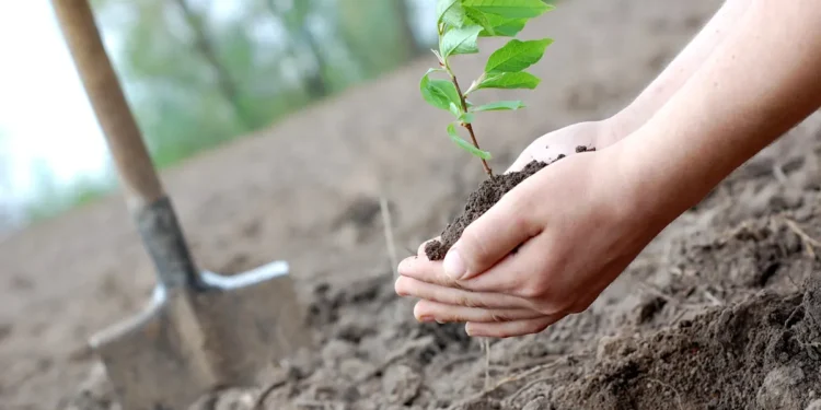 Peut-on brûler toutes les réserves d’énergies fossiles et compenser en plantant des arbres ?
