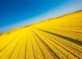 Datavault AI optimise les cultures de canola via l'IA pour remplacer 140 000 barils de pétrole